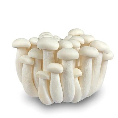 美白菇
