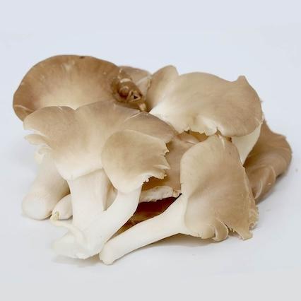 秀珍菇
