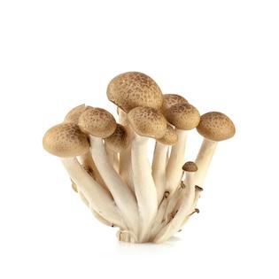 鴻喜菇