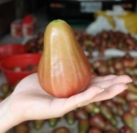 巴掌蓮霧