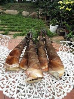 甜龍筍